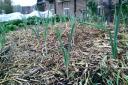 Leeks transplanted from a 'leek nursery' into a mulched garden bed