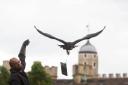 VIDEO AND PICTURES: Ravens at the Tower of London trained to deliver DVDs