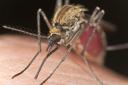 Mosquitos spread malaria