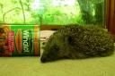 An under-weight hedgehog with a can of Winalot dog food