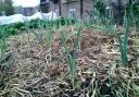 Leeks transplanted from a 'leek nursery' into a mulched garden bed