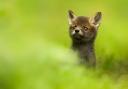 Peeking Red Fox Cub (c) Luke Wilkinson from the British Wildlife Photography Awards 2017.