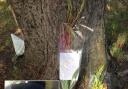 Flowers left in tribute to Mohammed Hassan