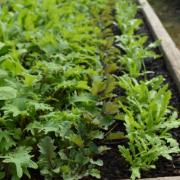 Baby leaf kale in Growhampton's polytunnel