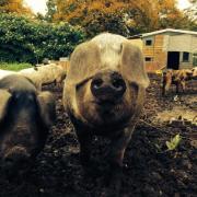 Johnny from Paradise Co-op will tell us all about rearing pigs in the city