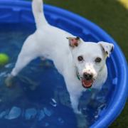 Top tips to keep your dog cool on hot summer days