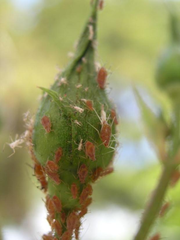 Aphid control