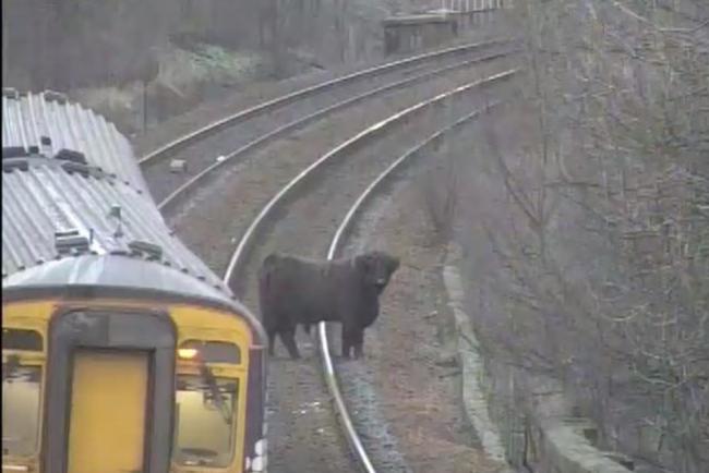 A Highland cow on the railway line