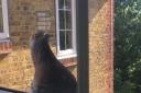 A pigeon is seen in the window of a flat in south London. See National News story NNPIGEON; Young professionals in a Victorian building are living in fear because their flats are being besieged - by PIGEONS. Flocks of birds keep landing on the windowsills