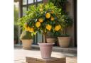 The Sicilian Lemon Tree is supplied in a 4-litre pot and is on sale for £19.99
