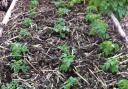 Young cherry tomato seedlings planted directly into a mulched field pea green manure.