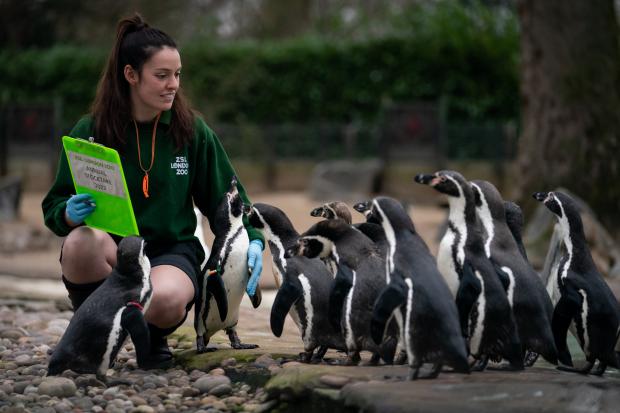 Wandsworth Times: A keeper at London Zoo counts the Penguins. (PA)