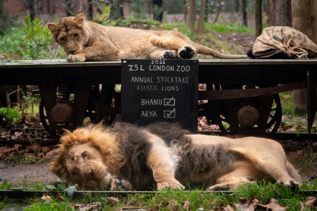 London Zoo starts its annual week-long stock count. (PA)