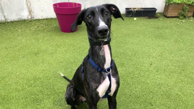 Wandsworth Times: Battersea has loads of dogs looking for new homes. (Battersea)