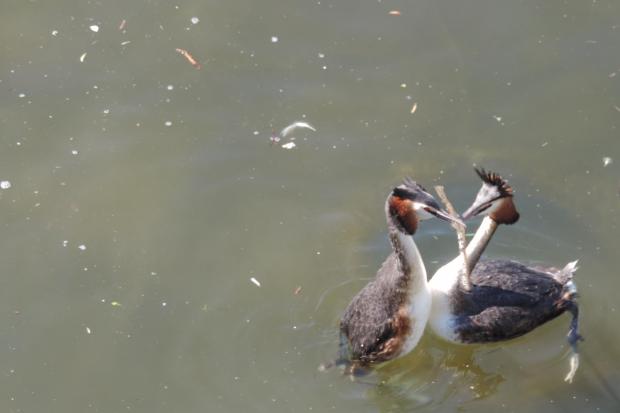 The grebe version of giving flowers...