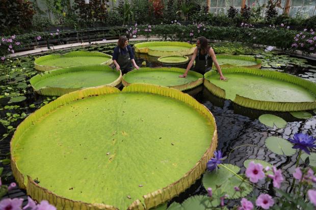 New giant waterlily's on display at Kew Gardens (PA)