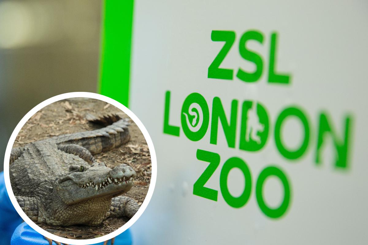 London Zoo shocks visitors with crocodile exhibition after controversial display (PA/Canva)