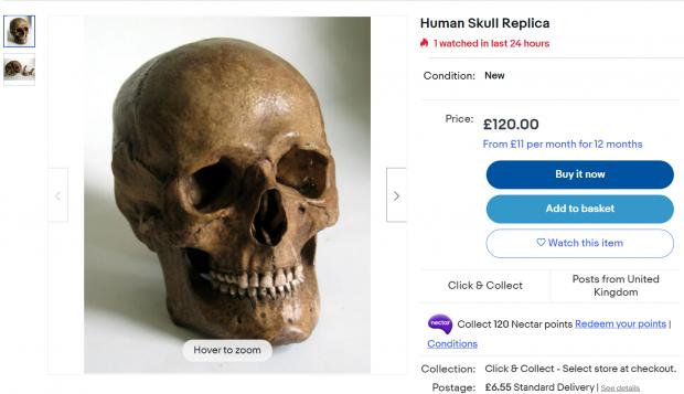 Wandsworth Times: Human Skull (Photo credit: eBay)
