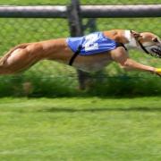 Greyhound racing: Interesting facts you may not know