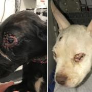 Maya and Oscar in bad shape after being rescued / Images: RSPCA