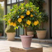 The Sicilian Lemon Tree is supplied in a 4-litre pot and is on sale for £19.99