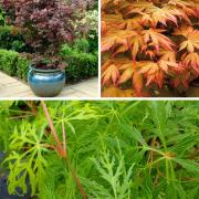 Japanese Maple Acer Collection gives colour throughout the year
