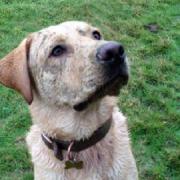 Not this one: But police are on the lookout for a golden lab