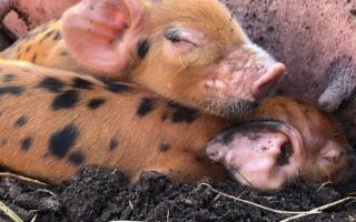 Pictures show adorable new piglets in Battersea