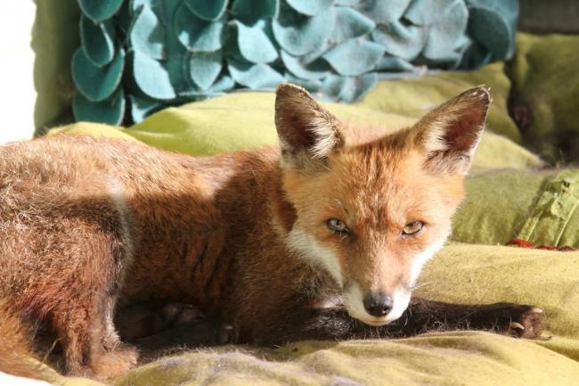 Baited cage traps, shooting and rubbish control are just some of the other options discussed in Wandsworth Council advice on how to deal with urban foxes.