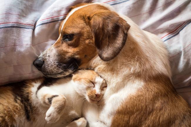 Your dog or cat could be a lifesaver - by donating blood. Photo: Getty Images