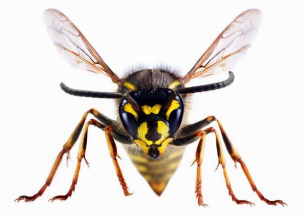 Wandsworth Times: A wasp